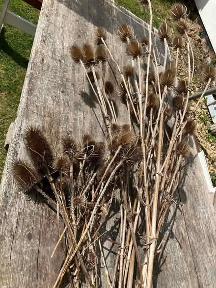 Photo of free Teasles - flower arrangements (Ashchurch GL20) #1