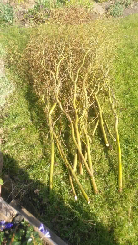 Photo of free Curly willow branches (Hazel Grove SK7) #1