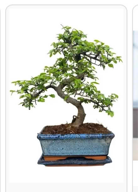 Photo of Bonsai (West acton - W3) #1