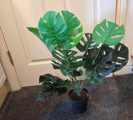 Photo of free Artificial plant (Nailsworth GL6) #2