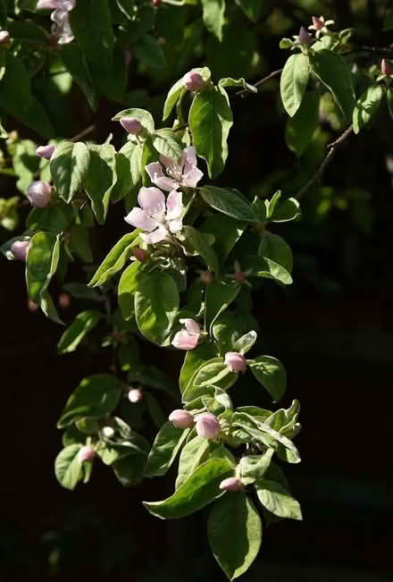 Photo of free Quince tree sucker (Malvern Link WR14) #2