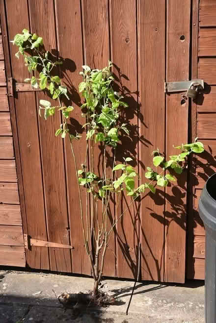 Photo of free Quince tree sucker (Malvern Link WR14) #1
