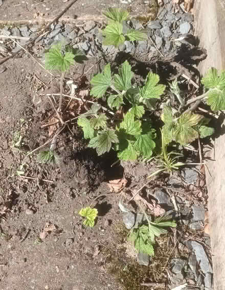 Photo of free Spare perennial plants (Appleby-in-Westmorland CA16) #1
