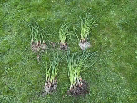 Photo of free Daffodil bulbs (Allerton L18) #1