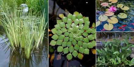 Photo of Pond plants suitable for koi or carp (Winnersh RG41) #1
