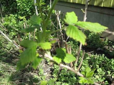 Photo of free Baby Raspberry Plants. (Parson's Heath CO4) #2