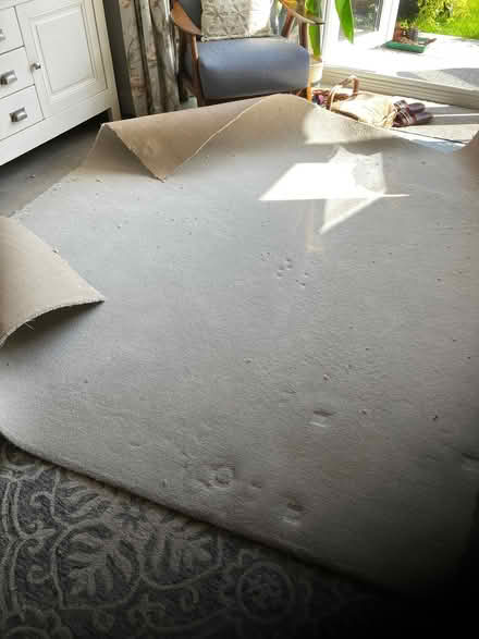 Photo of free Carpet (Huntington CH3) #2