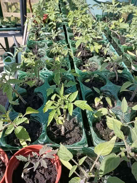 Photo of Vegetable plants of any kind (Chalvington BN27) #1