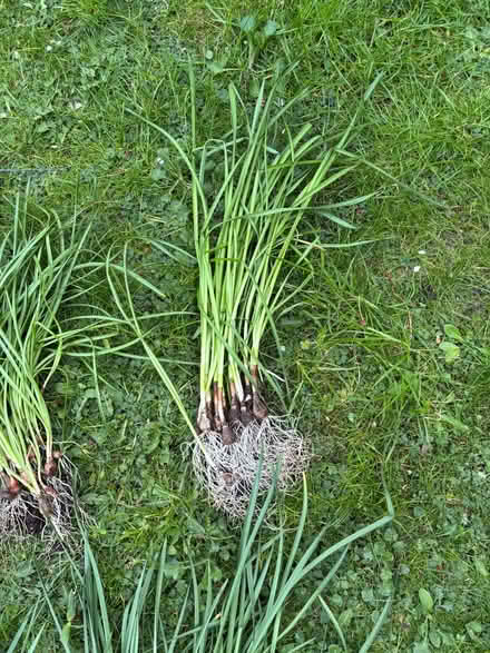 Photo of free Daffodil bulbs (Allerton L18) #4