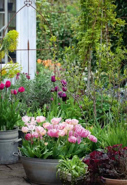 Photo of Garden plants (Ecclesall S11) #1
