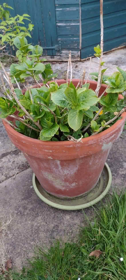 Photo of free Hydrangea in clay pot (Sherrard's Green WR14) #1