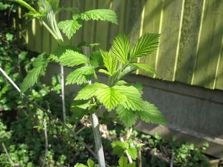 Photo of free Baby Raspberry Plants. (Parson's Heath CO4) #1