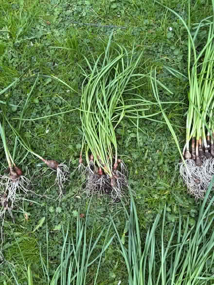 Photo of free Daffodil bulbs (Allerton L18) #2