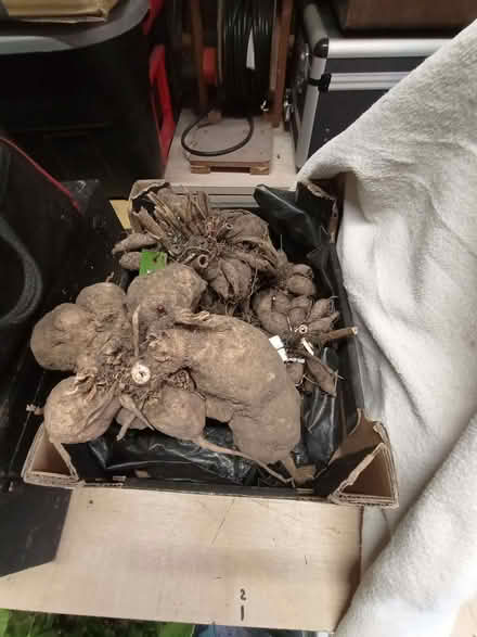Photo of free Dahlia tubers (Lower Earley RG6) #1