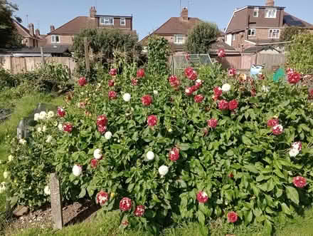 Photo of free Dahlia tubers (Lower Earley RG6) #2