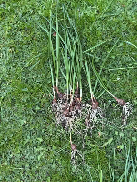 Photo of free Daffodil bulbs (Allerton L18) #3