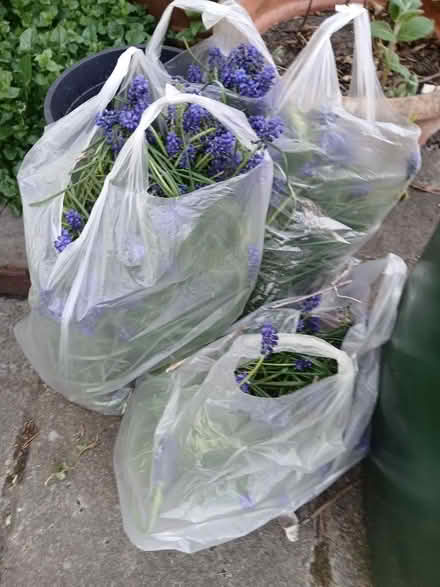 Photo of free Bags Of Grape Hyacinths (Mexborough S64) #1