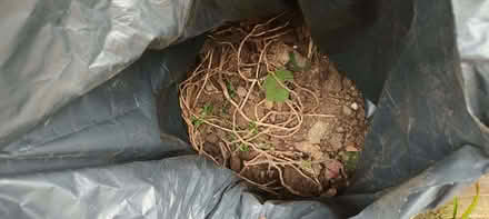 Photo of free Bags with a topsoil and rubble mix - good a base layer (Surrenden BN1) #4