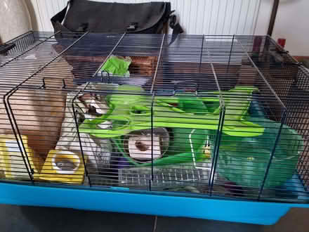 Photo of free Hamster Heaven Cage with toys / wheel (St John's TN13) #2