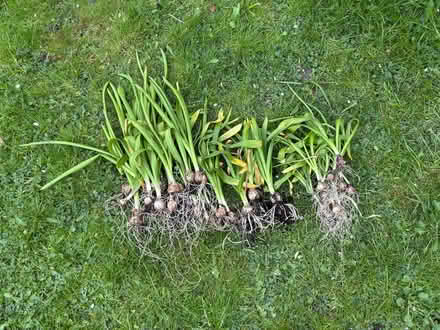 Photo of free Bare rooted hyacinth bulbs (Allerton L18) #1