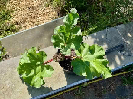 Photo of free Rhubarb Valentine (Tunbridge Wells S. TN2) #1