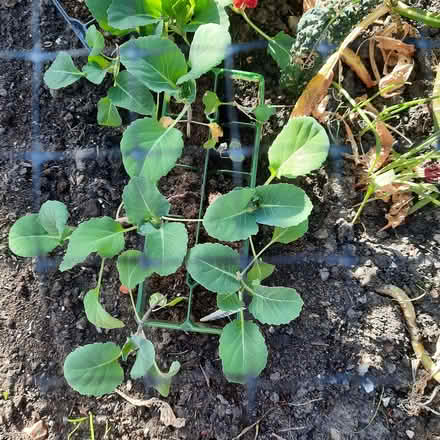 Photo of free Cabbage plants (Southport PR9) #1