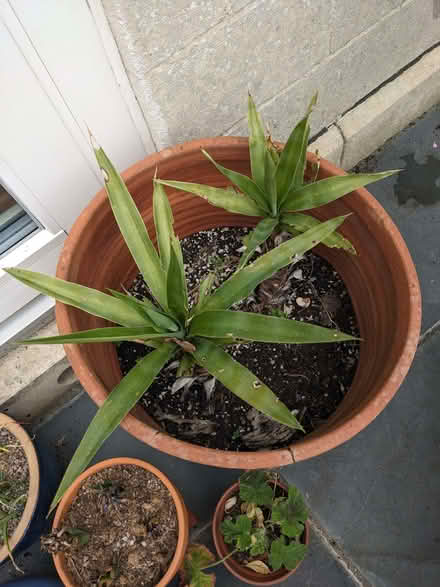 Photo of free Yucca plants (Bradford on Avon BA15) #1