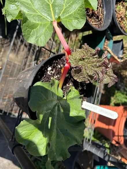 Photo of free Rhubarb Valentine (Tunbridge Wells S. TN2) #2