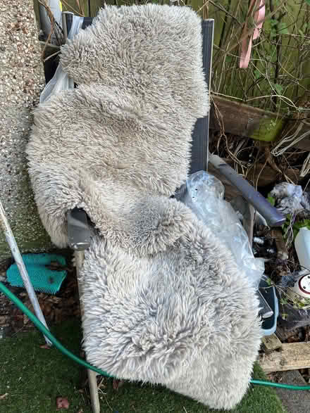 Photo of free Rugs (Claverhouse DD4) #1