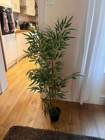 Photo of free Artificial house plant (New Catton NR3) #1