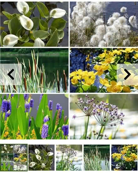 Photo of Pond plants (Bishops Tachbrook CV34) #1