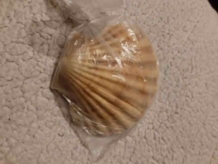 Photo of free Scallop Shells (Whitemoor NG8) #2