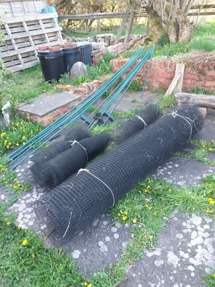 Photo of free raspberry cage (Avebury SN8) #4