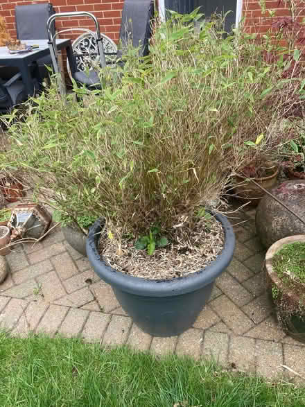 Photo of free Bamboo (Catton NR6) #2