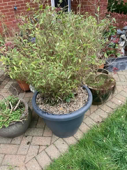 Photo of free Bamboo (Catton NR6) #1
