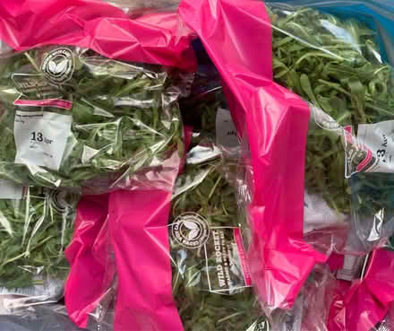 Photo of free Wild rocket (bexleyheath) #1