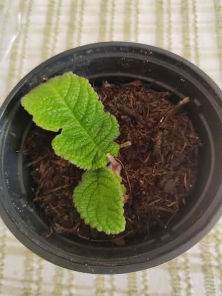 Photo of free Cape primrose house plant (Risinghurst OX3) #1