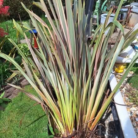 Photo of free Tricolour phormium (Rother TN35) #1