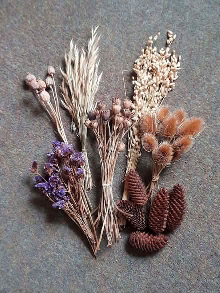 Photo of free Dried flowers and grasses (Roseburn EH12) #1