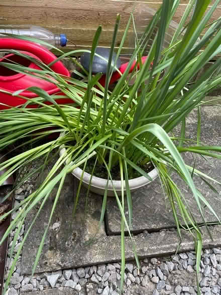 Photo of free Plants (Wickwar GL12) #3