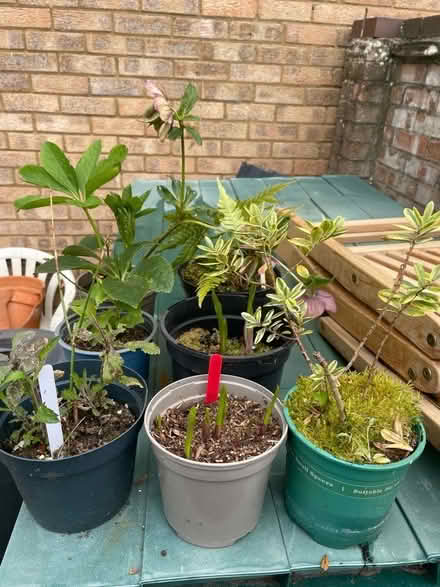 Photo of free Plants (Wickwar GL12) #1
