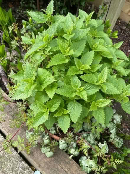 Photo of free Plants (Wickwar GL12) #2