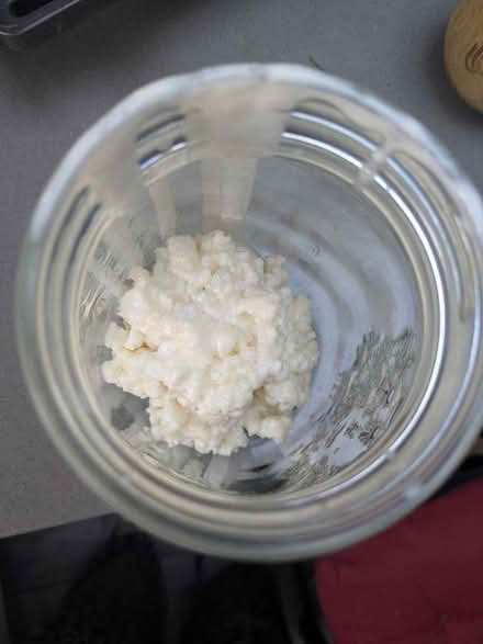 Photo of free Milk kefir grains (Thornton Heath CR7) #1