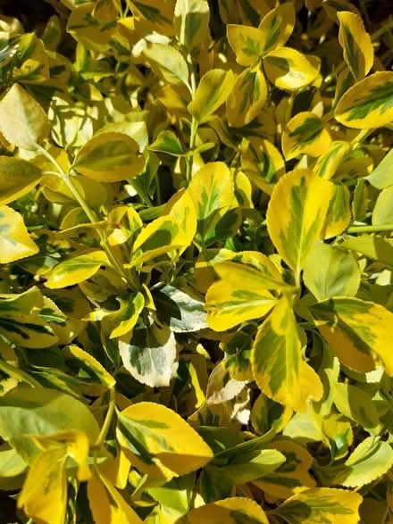 Photo of free Bush offcuts, no roots (ME5) #1