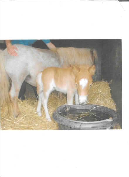 Photo of free horse manure (Littleworth OX33) #1
