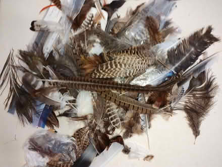 Photo of free Good quantity of bird feathers collected locally (Chapel Park NE5) #2