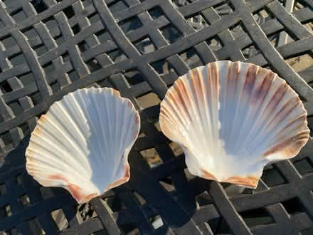 Photo of free Two Clam Shells (New Malden, KT3) #1