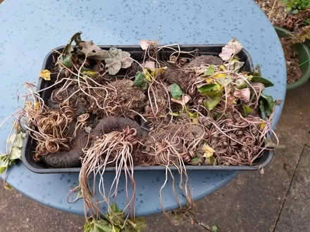 Photo of free CYCLAMEN CORMS – Autumn flowering, pink & white (Mickleover DE3) #2