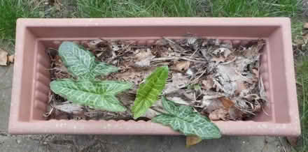 Photo of free Lords and Ladies plants (East Croydon CR0) #1