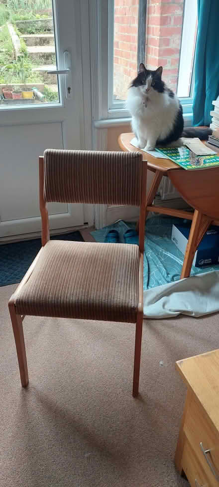 Photo of free Five dining chairs (University Area RG1) #1